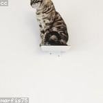 Ward Hills Profile Picture